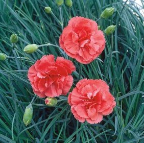 Dianthus plumarius ‘Diana’ K11x11 - Zahradní centrum "Strakovo" s.r.o.