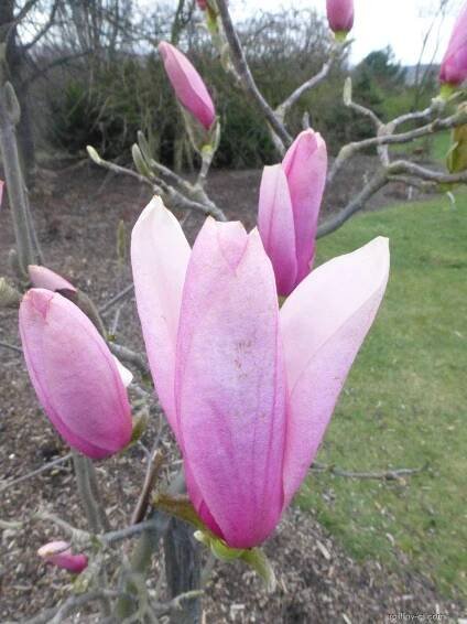 Šácholan (Magnolia campbellii subsp mollicomata Caerhays Surprise)
