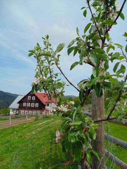 HORSKÁ FARMA HUCUL | hucul.cz