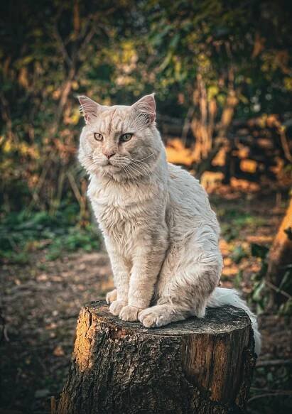 Kocour Maine Coon Kočka - Fotografie zdarma na Pixabay