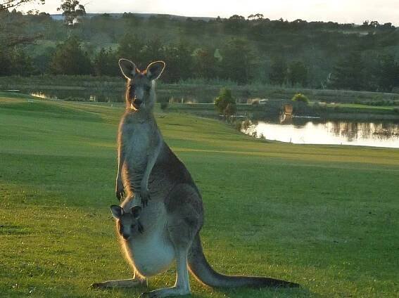 Gisborne Golf Kangaroo Tours
