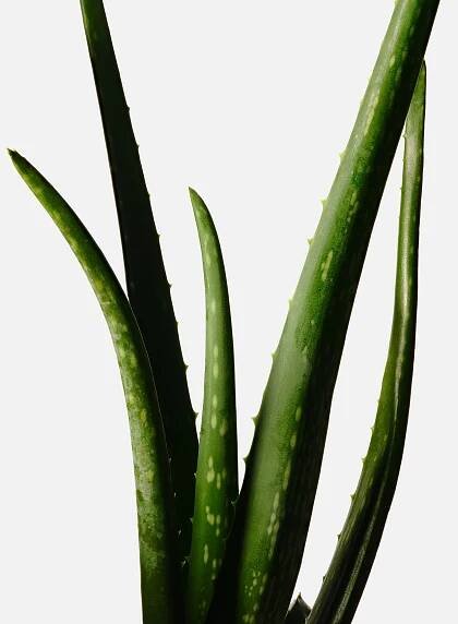 Aloe Leaf