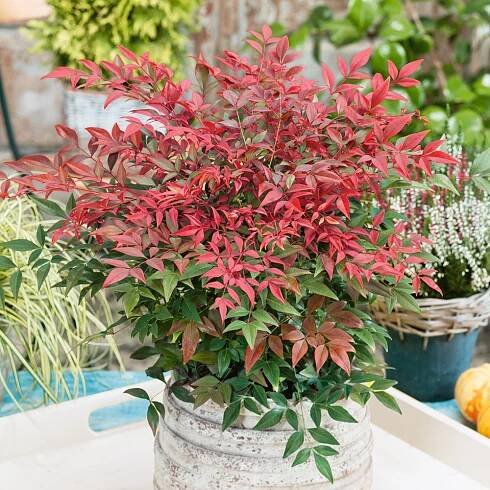 Nandina Obsessed im Topf