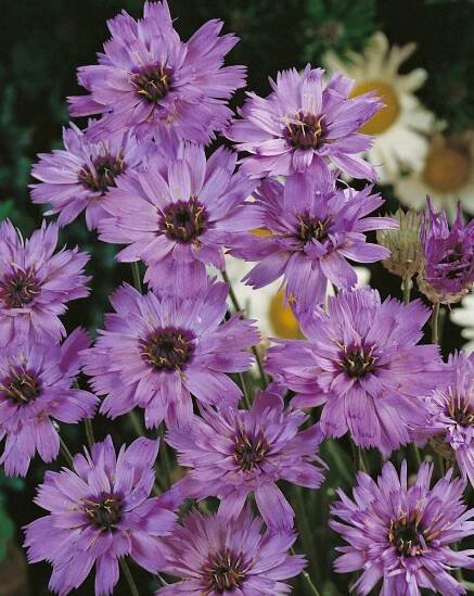 Catananche caerulea , Katananka modravá , K9