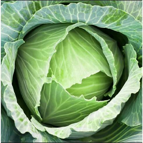 Kapusta hlávková Pluto - Culina Botanica
