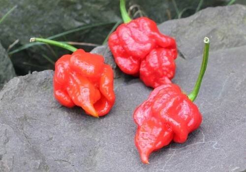 Trinidad Moruga Scorpion Red Přečtěte si více na chillidoupe.cz