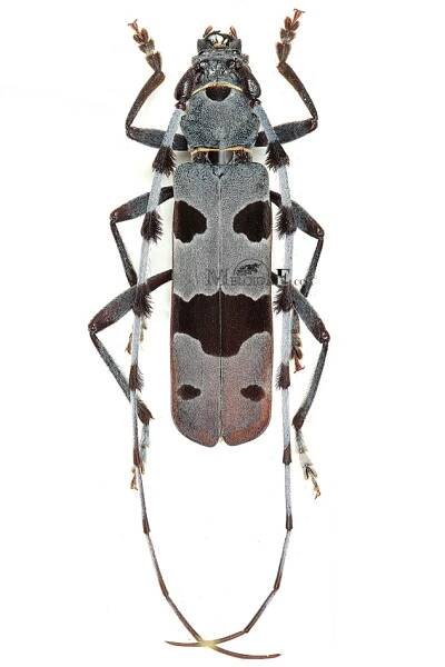 Obrázek - Rosalia alpina alpina (tesařík alpský) | BioLib.cz