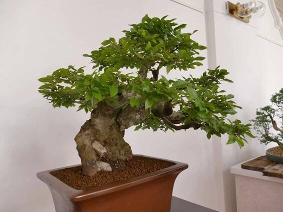 Výstava TB 2018 – TLUSTÁ BÁZE bonsai Jihlava