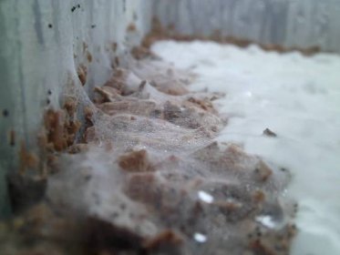 Cobweb Mold growing on mushrooms close up
