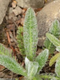 Achillea tomentosa – řebříček plstnatý • Pladias: Databáze české flóry a vegetace