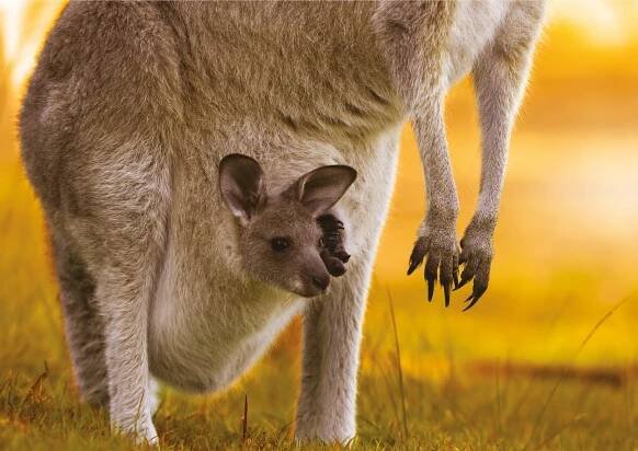 australia-01