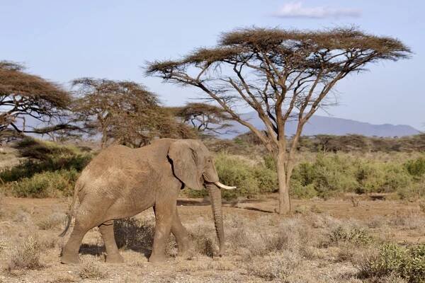 Národní rezervace Samburu - Safari a dovolená v Keni