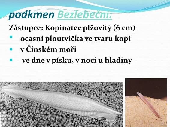 PPT - STRUNATCI PowerPoint Presentation, free download - ID:6164747
