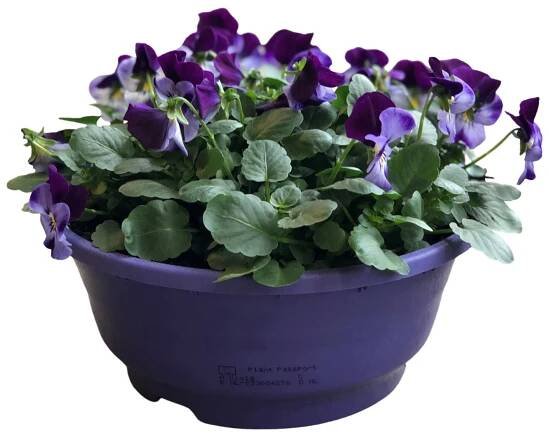 Violka rohatá (Viola cornuta) v květináči, různé barvy, 25 cm, pr.kv. cca 21 cm