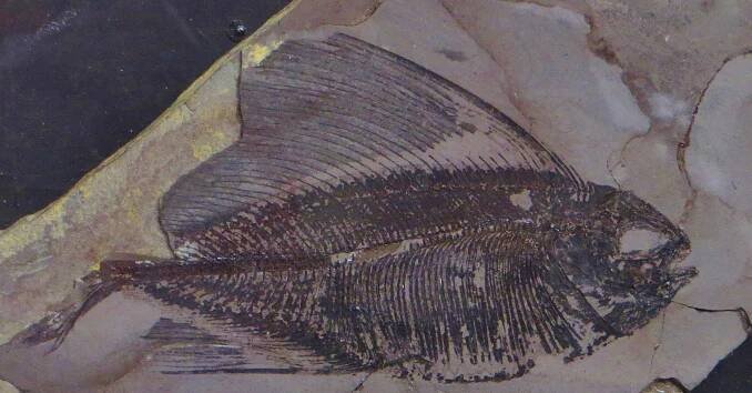 Tselfatiiformes