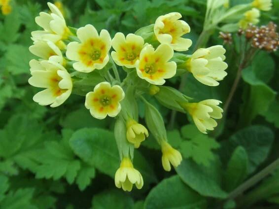 Primula veris - Wikimedia Commons