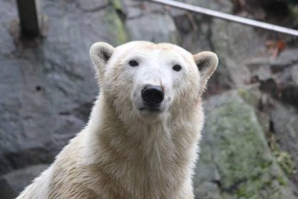 Brněnskou zoo je možné podpořit on-line nákupem vstupenek a permanentek!