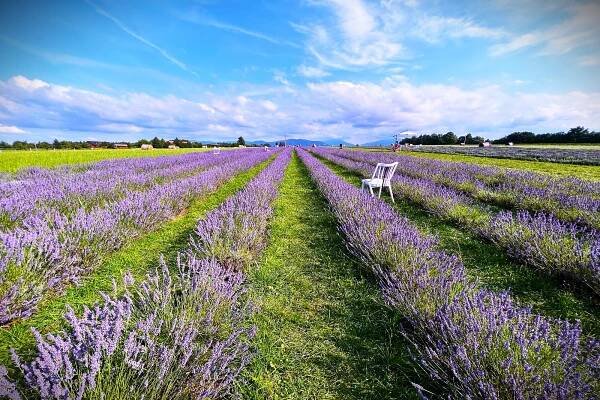 VIDEO: V podhůří Beskyd jako v Provence. Sezona v levandulovém moři vrcholí