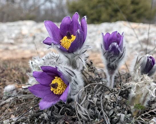 Pulsatilla montana flowers on a mountainous plateau.