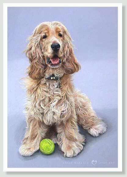 Barney - coloured Pencil Cocker Spaniel portrait by pet artist Angie.