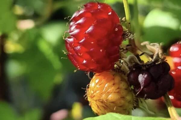 Maliník - Raspberry Tower - Fifak