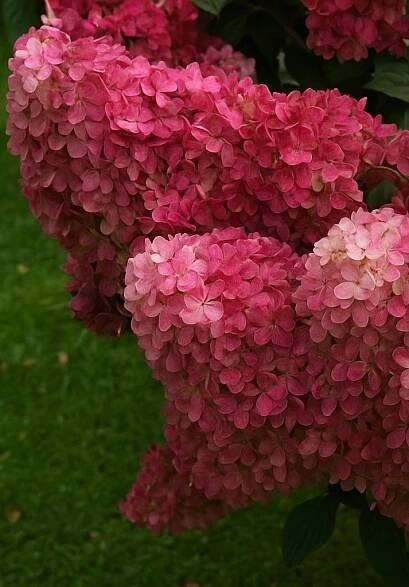 Hit letošního léta, musíte ji mít - Hortenzie kytice Fraise Melba P9 Výrobce 4Flower