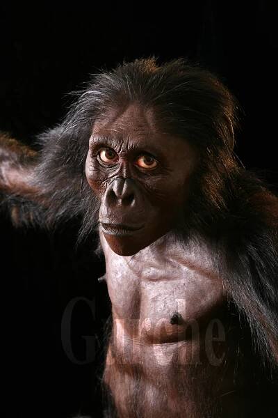 Australopithecus afarensis — John Gurche