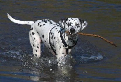 Dalmatin – psí plemeno
