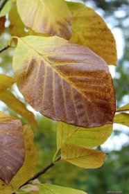Šácholan zašpičatělý (Magnolia acuminata), listy podzim