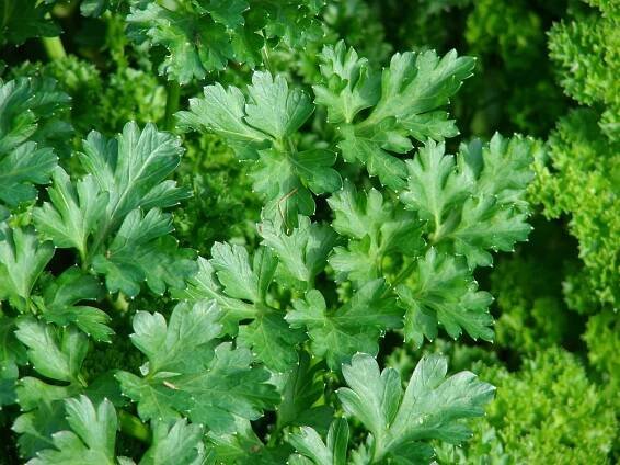 Petroselinum crispum (parsley): Go Botany