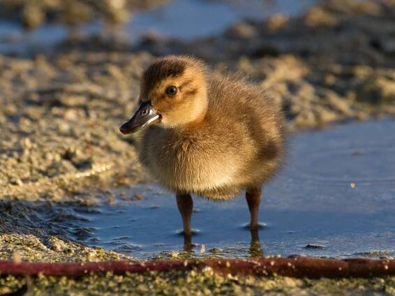 Chick - ML330647151