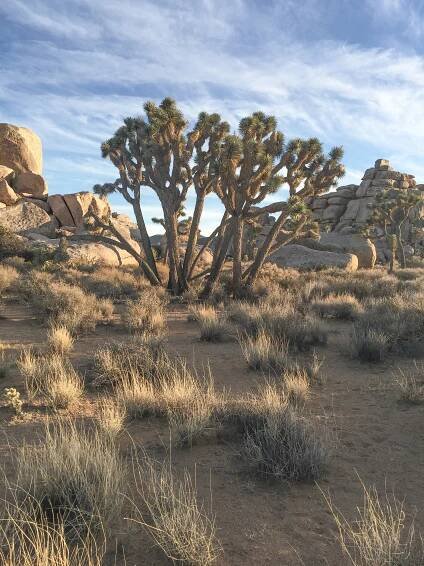 2-3 #CaliforniaDreamBig: Joshua Tree.