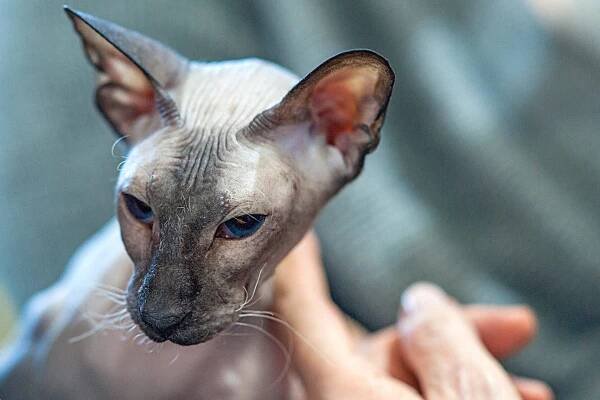 peterbald being pet by owner