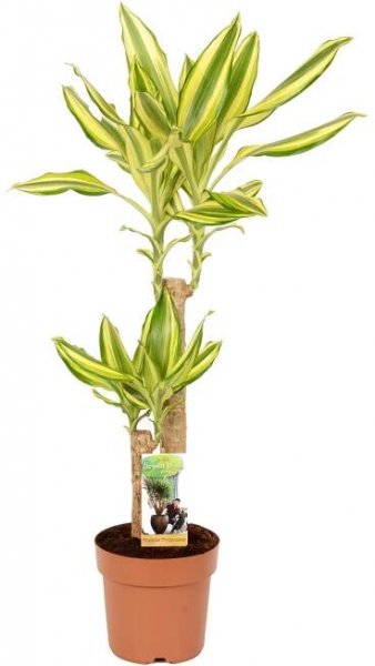 Dračinec výška cca 65-75 cm průměr květináče cca 17 cm Dracaena fragrans