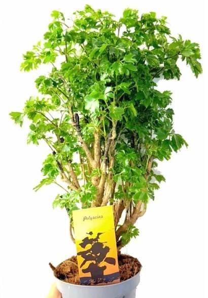 Polyscias "Parsley" bonsaj - KytkaSem