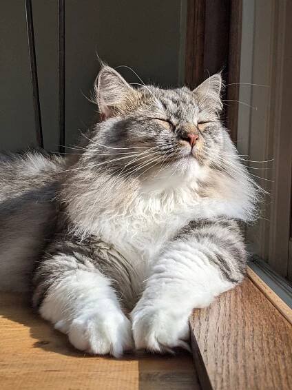 WINTERKOT Arwen
