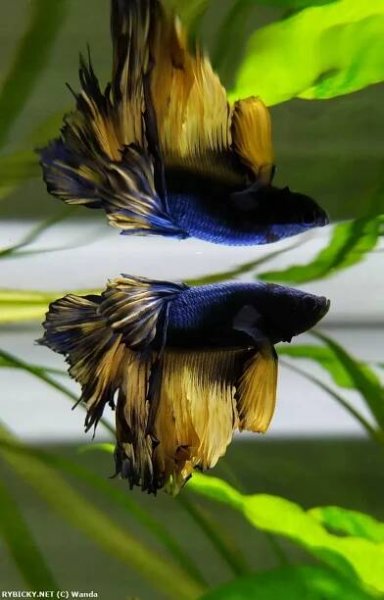 Bojovnice pestrá - Betta splendens