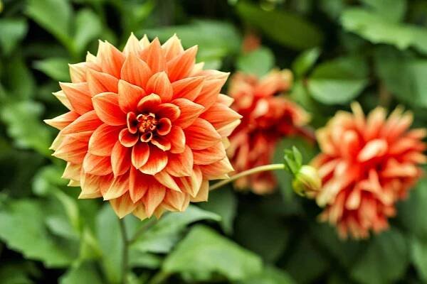 20 Types Of Flower Bulbs To Grow This Year