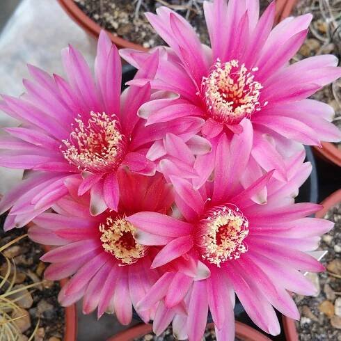 Ottershaw Cacti