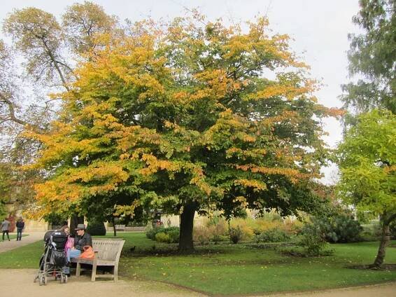 Parrotia persica 'Vanessa'