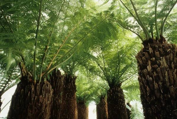 Dicksonia antarctica (Zdroj: Shutterstock)