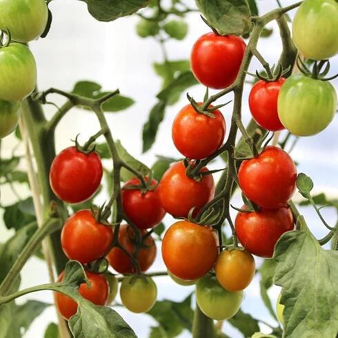 Rajče Supersweet F1 - Solanum lycopersicum - semena - 6 ks