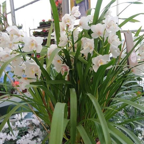 Fotografie akce: Prodejní výstava orchidejí-zahradnictví Chládek