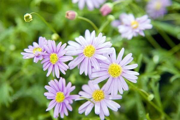Brachyscome