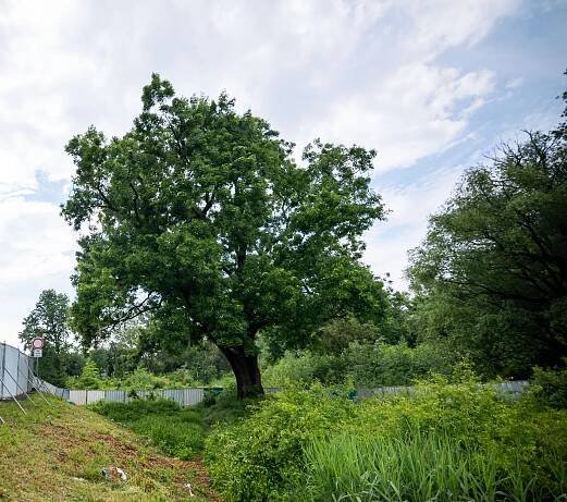 Strom roku - Hledáme stromy s nejsilnějším příběhem – Strom roku 