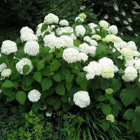 A Snow Hill Hydrangea (Hydrangea arborescens 'Snowhill') with large, rounded clusters of white flowers and green leaves.