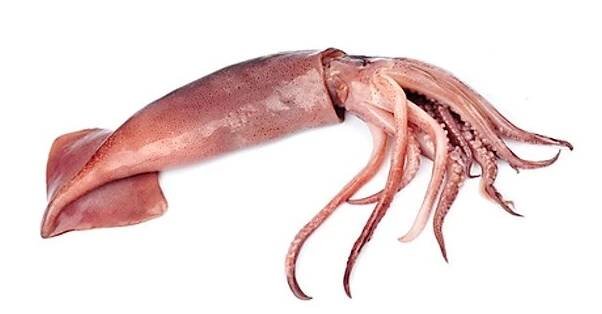 kalamary