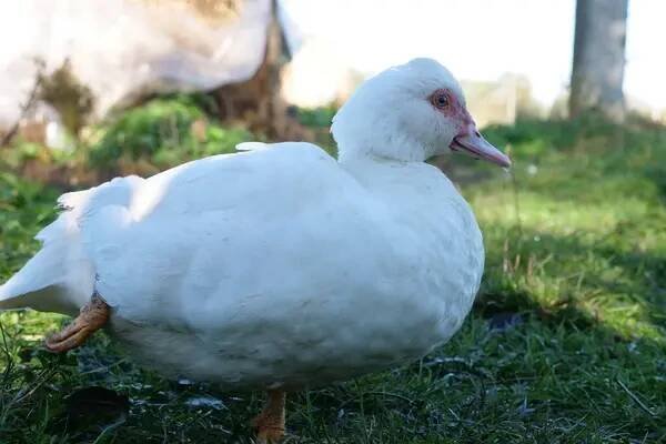 Domácí kachny na farmě. Péče a chov kachen. — Stock obrázek