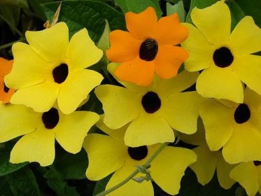 Starr 080716 9360 Plant Thunbergia Alata Cv Sundance Yellow Flowers Enchanting Gardens Of Kula