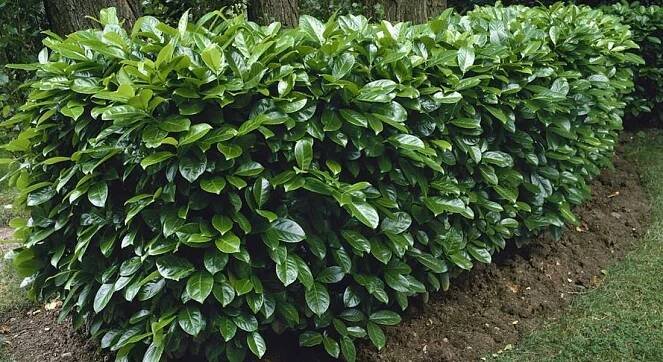 Bobkovišeň lékařská ROTUNDIFOLIA